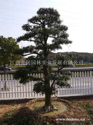 【日本造型羅漢松LHS008供應(yīng)|精品苗木、工程苗木江西井岡園林實(shí)業(yè)發(fā)展商鋪