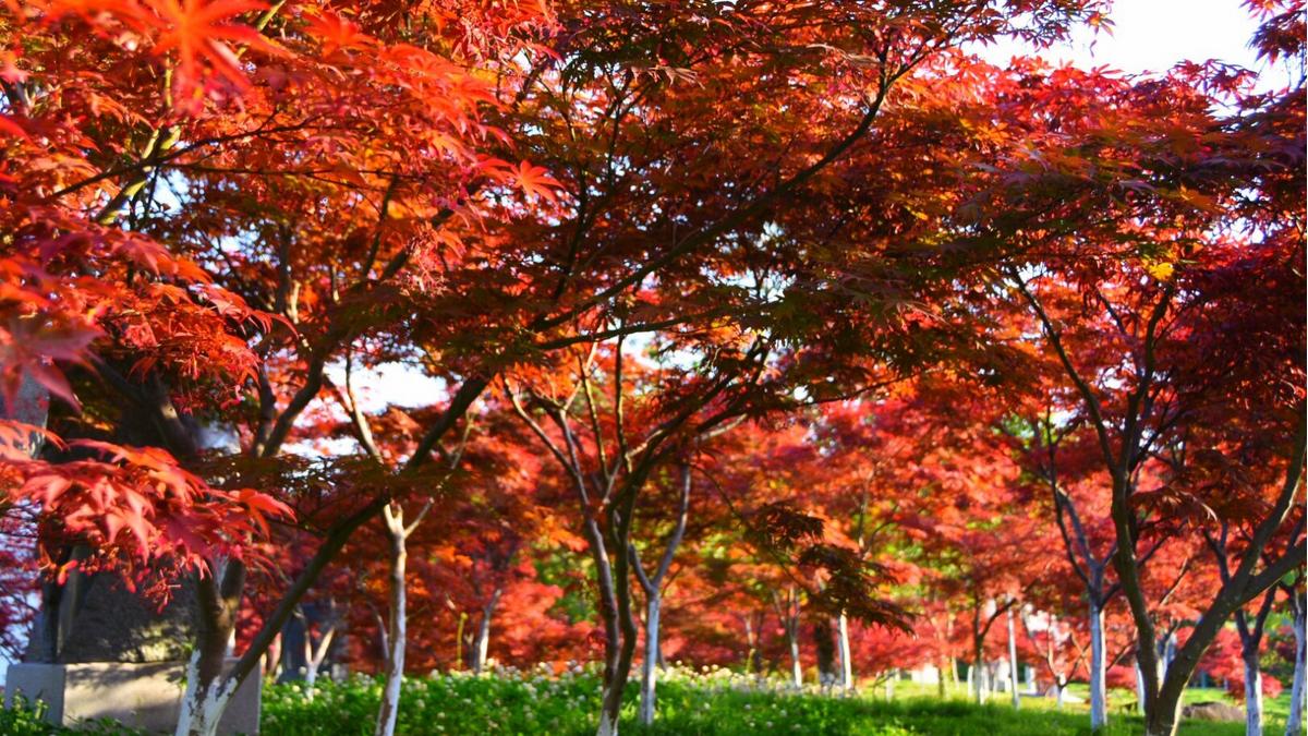 常見園林綠化樹種你都認(rèn)識(shí)哪些?-廣東田野風(fēng)實(shí)業(yè)