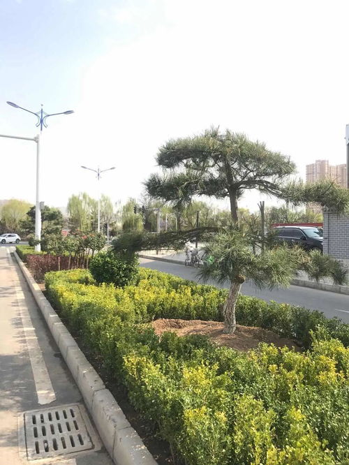 臨夏市 立足城市生態建設,打造精品園林綠化