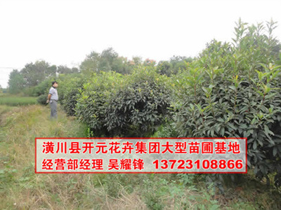 找河南開元園林生態實業的河南欏木石楠,石楠基地,潢川石楠價格、圖片、詳情,上一比多_一比多產品庫