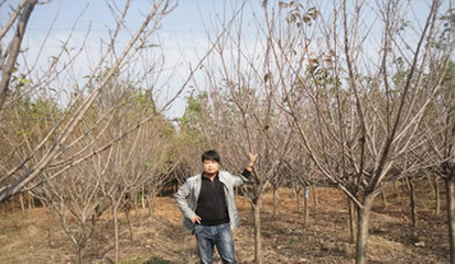 【日本櫻花,日本晚櫻,日本早櫻花基地】?jī)r(jià)格,廠家,圖片,喬木,河南開(kāi)元園林生態(tài)實(shí)業(yè)-