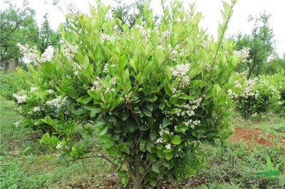 優質園林綠化苗木供應 大葉女貞、小葉女貞球、金森女貞及其球型品種