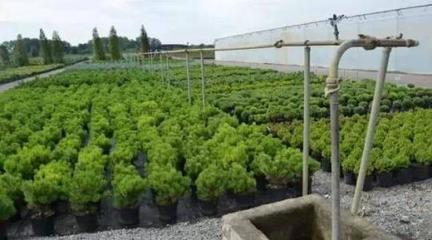 江西翰林實(shí)業(yè) 從“園林新秀”到“苗木標(biāo)桿”的崛起之路