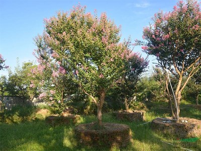 供應紫薇、紫微門、紫薇花瓶——江西井岡園林實業的精致園藝產品